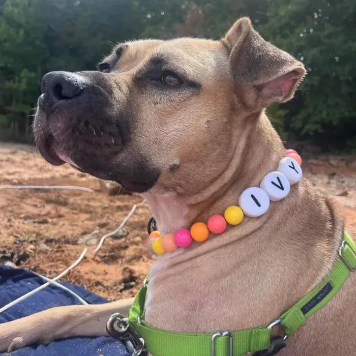 BFF Custom Dog Collar